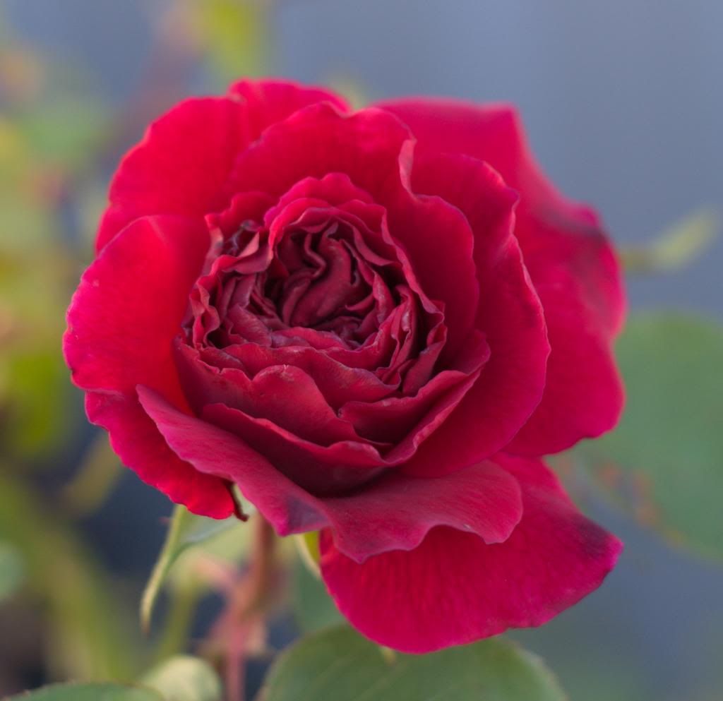 Tess of the D'Urbervilles photo TessoftheDUrbervilles_zps35c43b0c.jpg